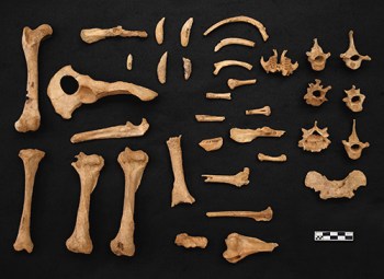 Curso_de_Restauracion-huesos-fosiles